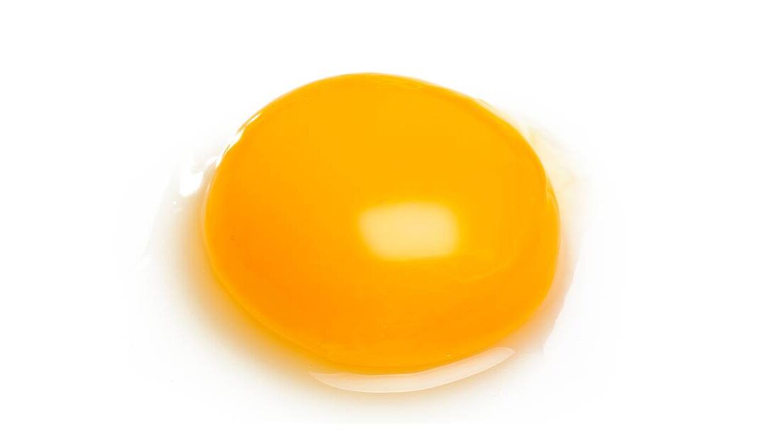 Exploring the Richness of Egg Yolks