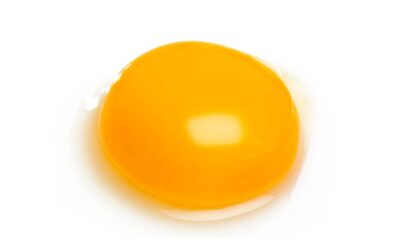 Exploring the Richness of Egg Yolks